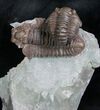 Double Flexicalymene Trilobite Specimen - Ohio #8335-1